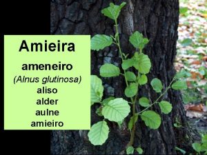 Amieira ameneiro Alnus glutinosa aliso alder aulne amieiro