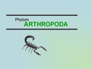 Phylum ARTHROPODA Major Classes Arachnids spiders scorpions ticks