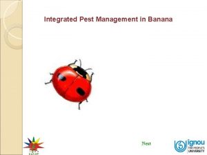 Integrated Pest Management in Banana Next Integrated Pest