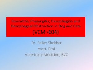 Stomatitis Pharyngitis Oesophagitis and Oesophageal Obstruction In Dog