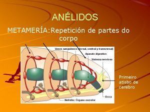 ANLIDOS METAMERA Repeticin de partes do corpo Primeiro