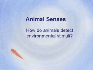 Animal Senses How do animals detect environmental stimuli