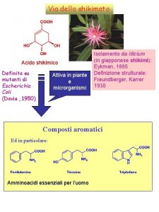 Via dello shikimato Acido shikimico Definita su mutanti