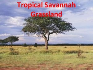 Tropical Savannah Grassland Key Features of the Tropical