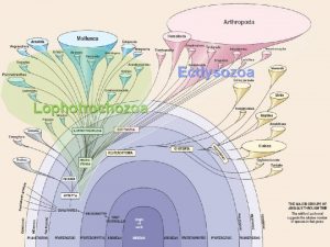 Ecdysozoa Lophotrochozoa 14 1 Current classification recognizes several