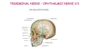 TRIGEMINAL NERVE OPHTHALMIC NERVE V1 DR GALLATZ KATALIN