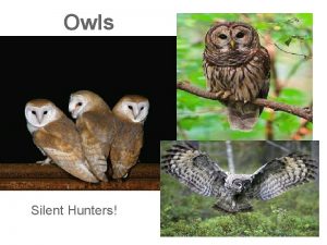 Owls Silent Hunters What do you know about