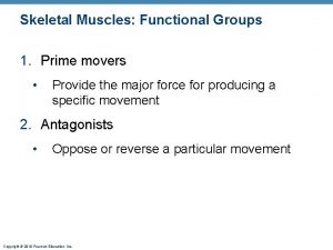 Skeletal Muscles Functional Groups 1 Prime movers Provide