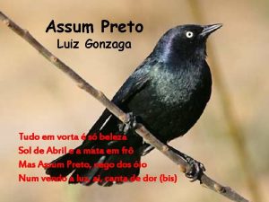 Assum Preto Luiz Gonzaga Tudo em vorta s