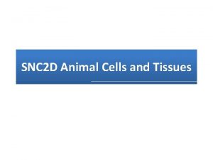 SNC 2 D Animal Cells and Tissues What