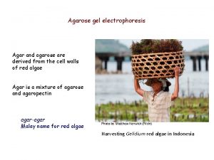 Agarose gel electrophoresis Agar and agarose are derived