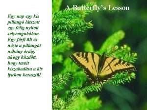A Butterflys Lesson Egy nap egy kis pillang
