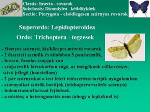 Classis Insecta rovarok Subclassis Dicondylea ktbtykek Sectio Pterygota