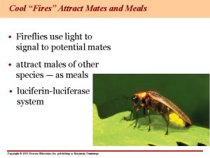 Cool Fires Attract Mates and Meals Fireflies use