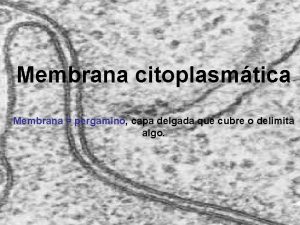 Membrana citoplasmtica Membrana pergamino capa delgada que cubre