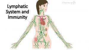 Lymphatic System and Immunity Lymphatic System the other