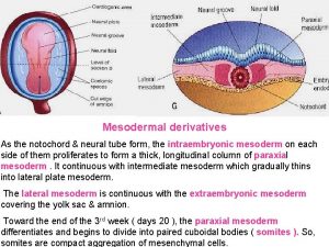 Mesodermal derivatives As the notochord neural tube form