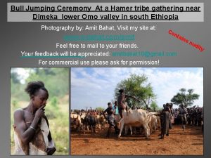 Bull Jumping Ceremony At a Hamer tribe gathering