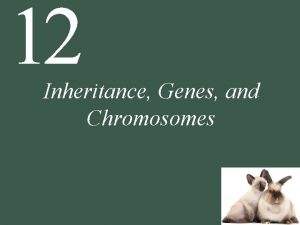 12 Inheritance Genes and Chromosomes 12 Inheritance Genes