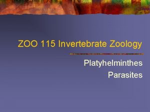 ZOO 115 Invertebrate Zoology Platyhelminthes Parasites Parasitism Adaptations