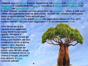 I Baobab sono un genere di piante appartenente