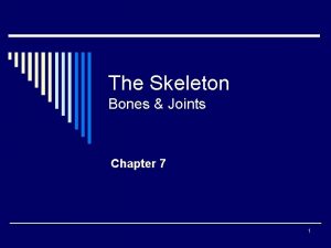 The Skeleton Bones Joints Chapter 7 1 Bones