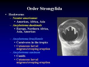 Order Strongylida Hookworms Necator americanus Americas Africa Asia