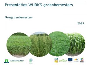 Presentaties WURKS groenbemesters Grasgroenbemesters 2019 Engels raaigras Lolium