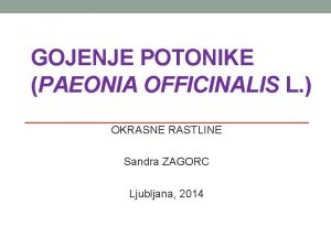 GOJENJE POTONIKE PAEONIA OFFICINALIS L OKRASNE RASTLINE Sandra