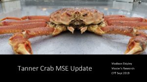 Tanner Crab MSE Update Madison Shipley Masters Research