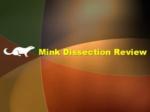 Mink Dissection Review Heart Precava Heart Postcava Right