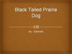 Black Tailed Prairie Dog By Gabriella Physical Characteristics