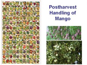 Postharvest Handling of Mango Cultivar Differences Tommy Atkins