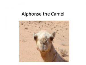 Alphonse the Camel LONG TERM CAUSES Alphonse had