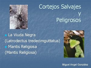 Cortejos Salvajes y Peligrosos La Viuda Negra Latrodectus