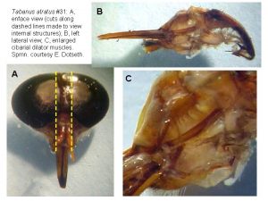 Tabanus atratus 31 A enface view cuts along