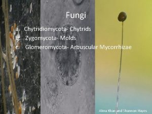 Fungi a Chytridiomycota Chytrids b Zygomycota Molds c