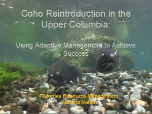 Coho Reintroduction in the Upper Columbia Using Adaptive
