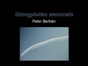 Strongyloides stercoralis Peter Bertrn Background Information Nematode 2