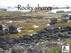 Rocky shores The shore can be divided into