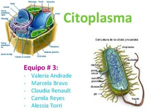 Citoplasma Equipo 3 Valeria Andrade Marcela Bravo Claudia