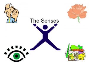 The Senses Your five senses play in important