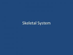 Skeletal System The skeletal system is composed of