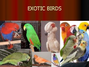EXOTIC BIRDS Type of pet birds l The