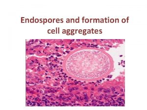 Endospores and formation of cell aggregates Endospores metabolically