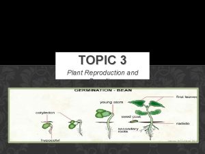 TOPIC 3 Plant Reproduction and Breeding BREEDING Selective
