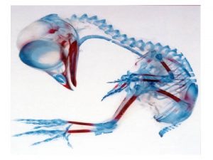 Chapter 10 Postnatal Growth of Fins and Limbs