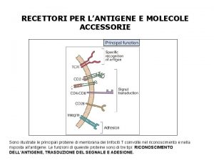 RECETTORI PER LANTIGENE E MOLECOLE ACCESSORIE Sono illustrate