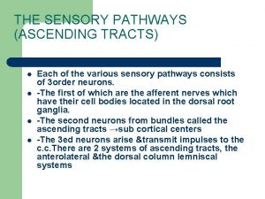 THE SENSORY PATHWAYS ASCENDING TRACTS l l Each