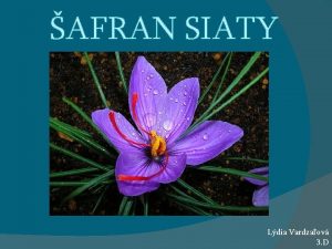 AFRAN SIATY Ldia Vardzaov 3 D afran siaty